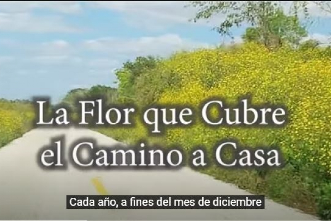 Tajonal - La flor que cubre el camino a casa